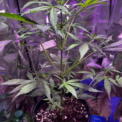 Royal Bluematic growlog timeline photo