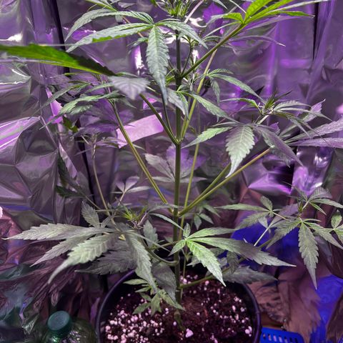 Royal Bluematic growlog timeline photo