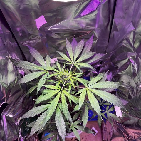 Royal Bluematic growlog timeline photo