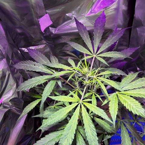 Royal Bluematic growlog timeline photo