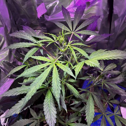 Royal Bluematic growlog timeline photo