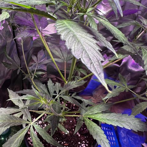 Royal Bluematic growlog timeline photo