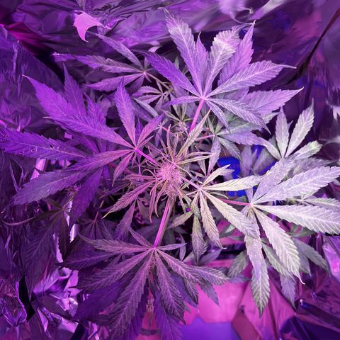 Royal Bluematic growlog timeline photo