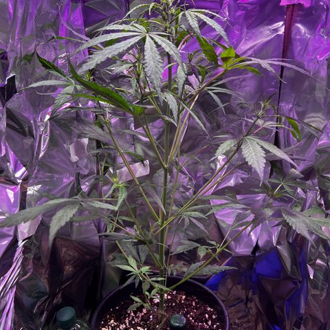 Royal Bluematic growlog timeline photo