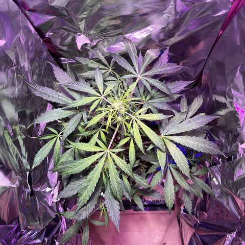Royal Bluematic growlog timeline photo