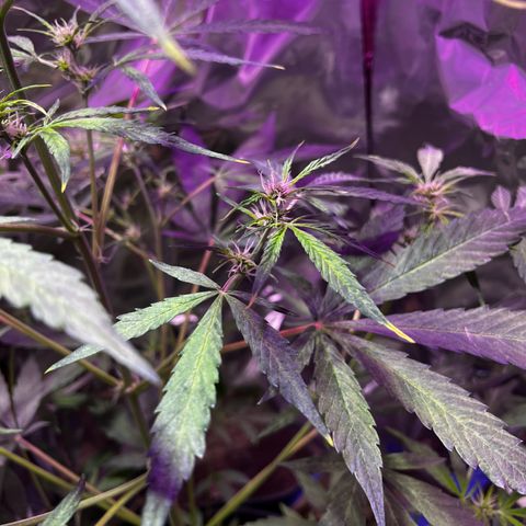 Royal Bluematic growlog timeline photo