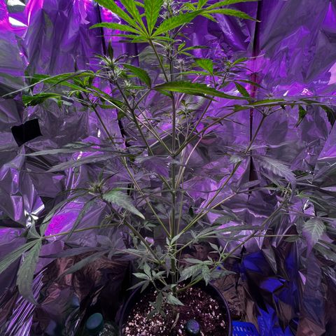 Royal Bluematic growlog timeline photo