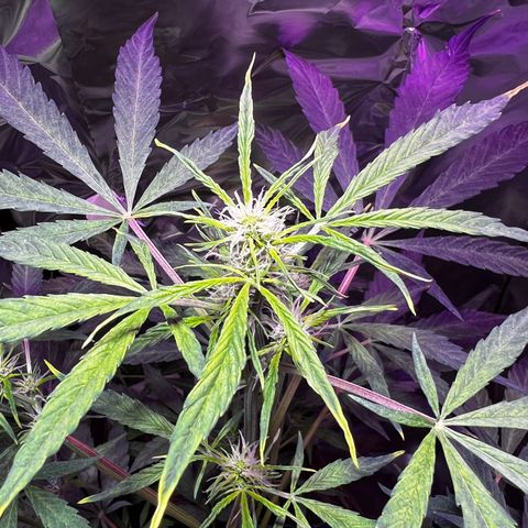 Royal Bluematic growlog timeline photo