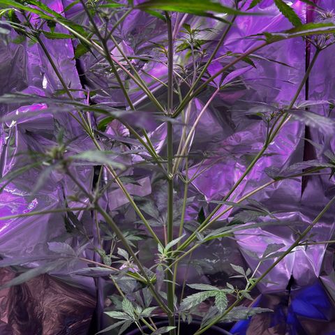 Royal Bluematic growlog timeline photo