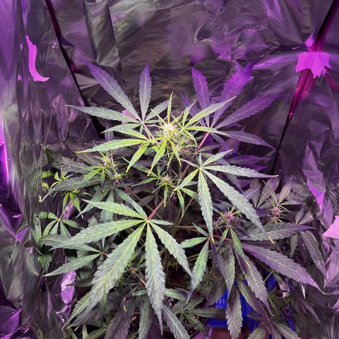 Royal Bluematic growlog timeline photo