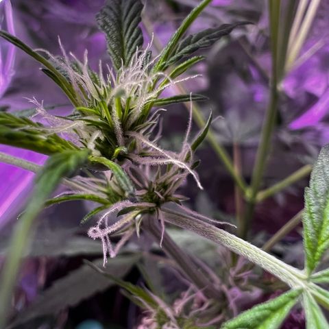 Royal Bluematic growlog timeline photo