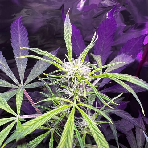 Royal Bluematic growlog timeline photo