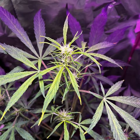 Royal Bluematic growlog timeline photo