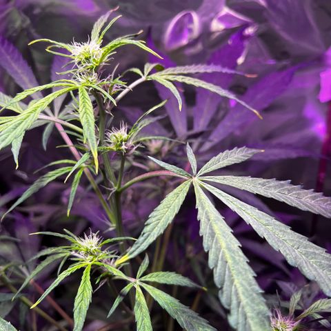 Royal Bluematic growlog timeline photo