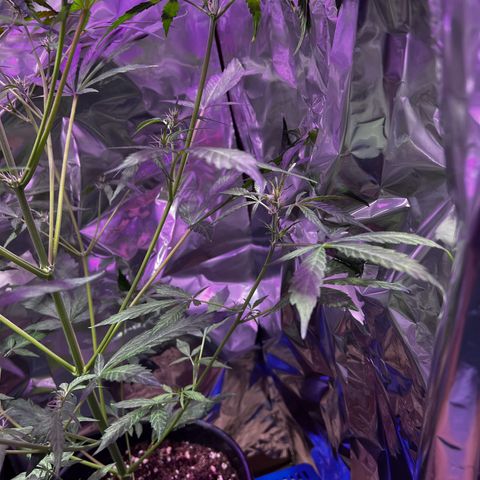 Royal Bluematic growlog timeline photo