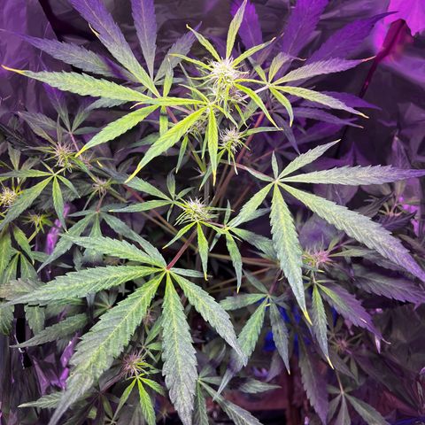 Royal Bluematic growlog timeline photo