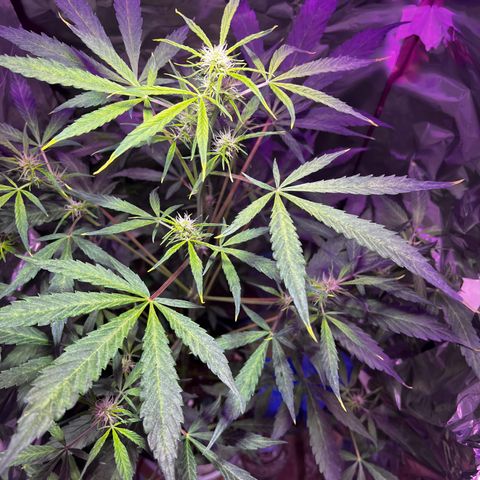 Royal Bluematic growlog timeline photo