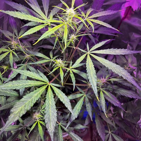 Royal Bluematic growlog timeline photo