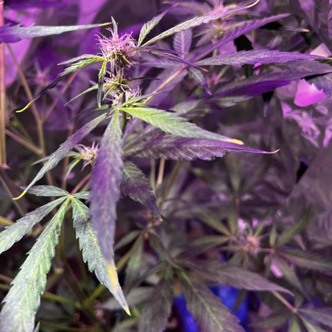 Royal Bluematic growlog timeline photo