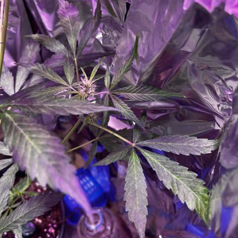 Royal Bluematic growlog timeline photo