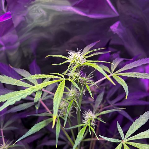 Royal Bluematic growlog timeline photo