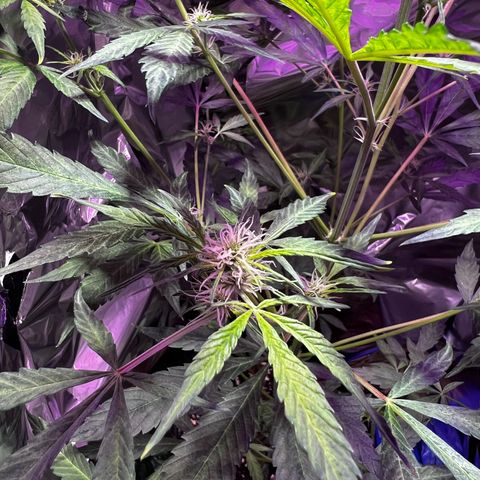 Royal Bluematic growlog timeline photo