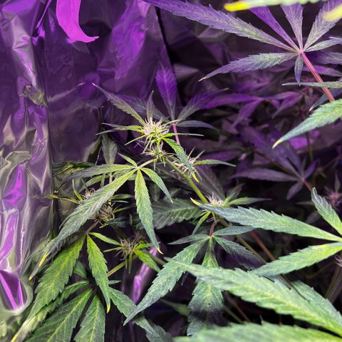 Royal Bluematic growlog timeline photo