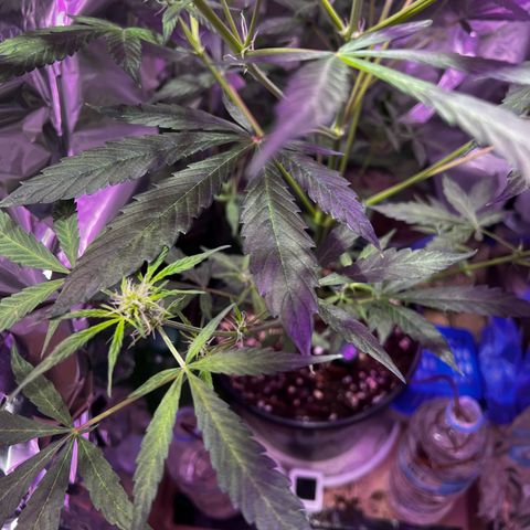 Royal Bluematic growlog timeline photo