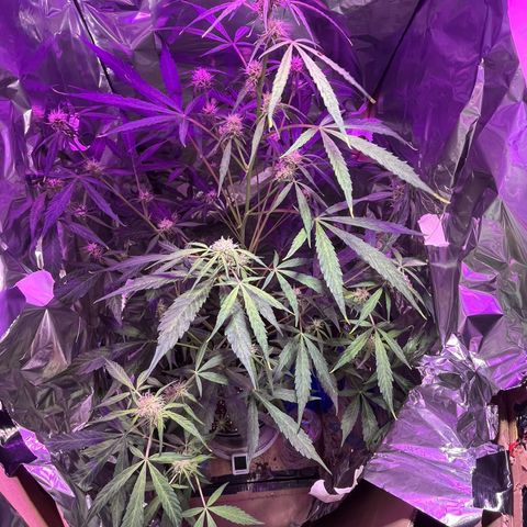 Royal Bluematic growlog timeline photo