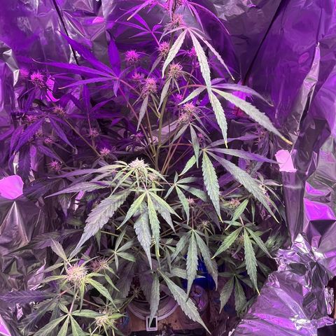 Royal Bluematic growlog timeline photo