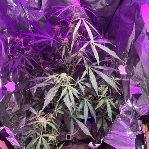 Royal Bluematic growlog timeline photo