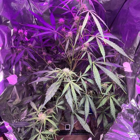 Royal Bluematic growlog timeline photo