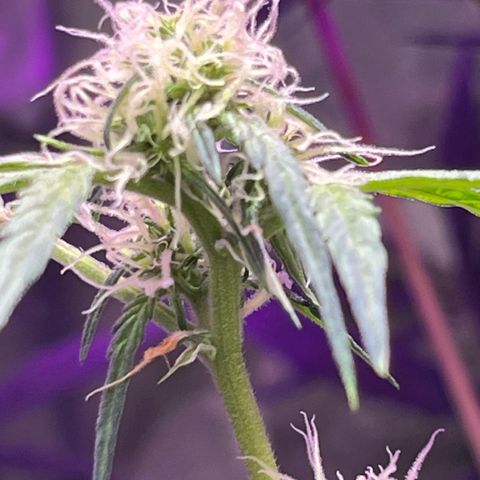 Royal Bluematic growlog timeline photo