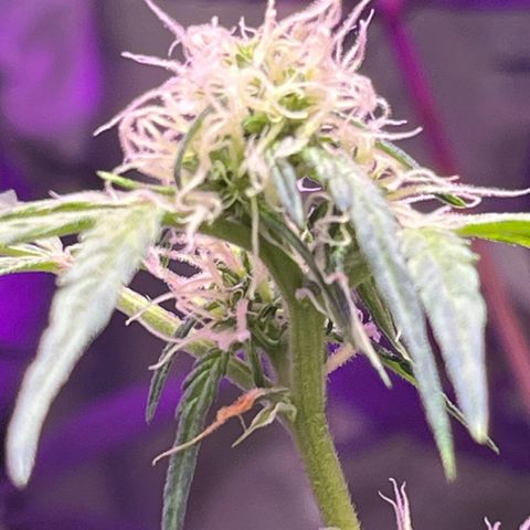 Royal Bluematic growlog timeline photo