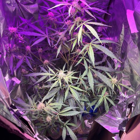 Royal Bluematic growlog timeline photo