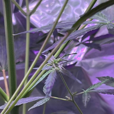 Royal Bluematic growlog timeline photo