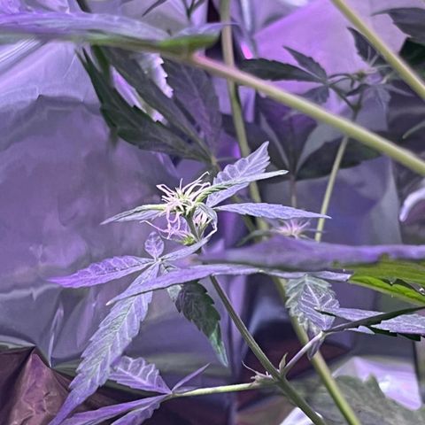 Royal Bluematic growlog timeline photo