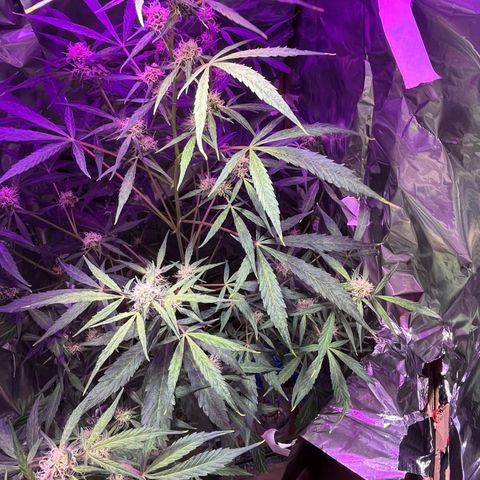 Royal Bluematic growlog timeline photo