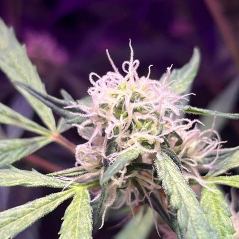 Royal Bluematic growlog timeline photo