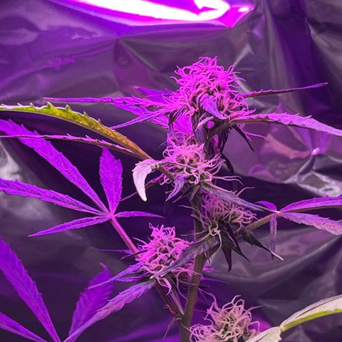 Royal Bluematic growlog timeline photo