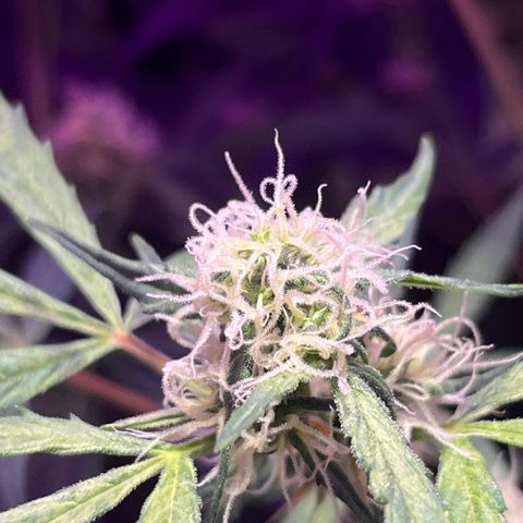 Royal Bluematic growlog timeline photo
