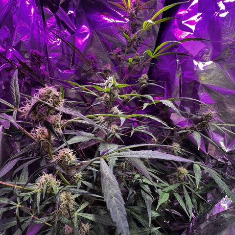 Royal Bluematic growlog timeline photo