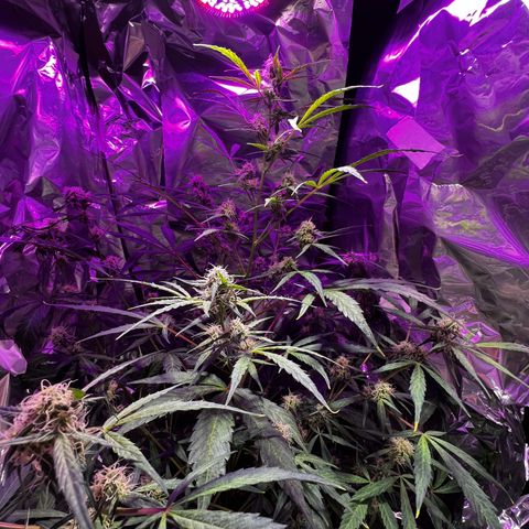 Royal Bluematic growlog timeline photo