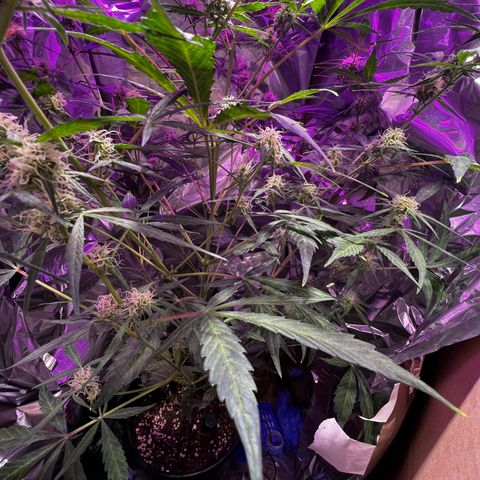 Royal Bluematic growlog timeline photo