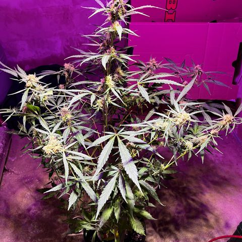 Royal Bluematic growlog timeline photo