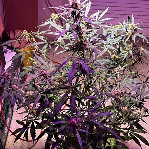 Royal Bluematic growlog timeline photo