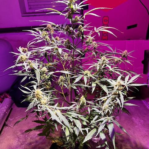 Royal Bluematic growlog timeline photo