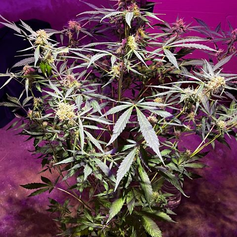 Royal Bluematic growlog timeline photo