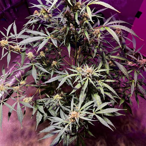 Royal Bluematic growlog timeline photo