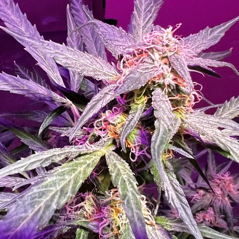 Royal Bluematic growlog timeline photo